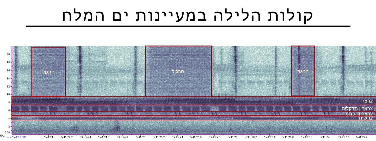 קולות החרקים