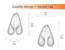 צבי מדבר - Gazella dorcas