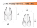 יחמור פרסי - Dama dama mesopotamica