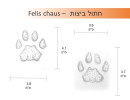 חתול ביצות - Felis chaus