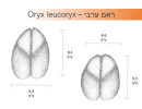 ראם ערבי - oryx leucoryx