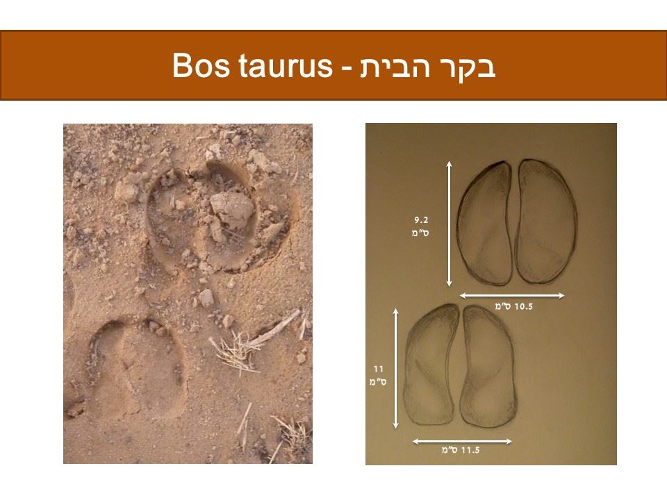 בקר הבית - Bos taurus