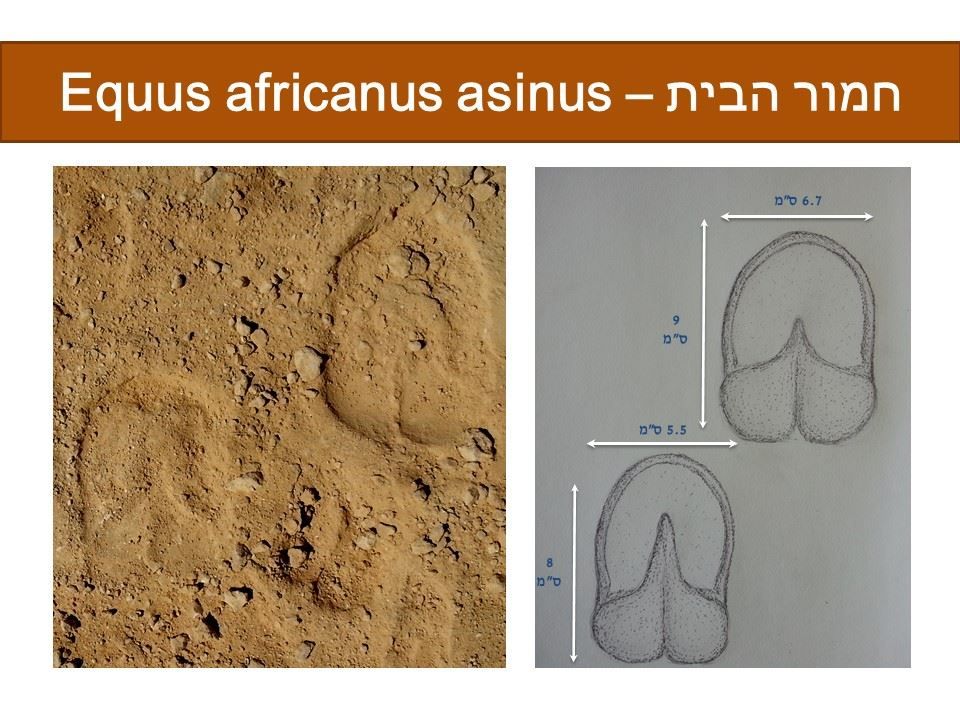 חמור הבית - Equus africanus asinus