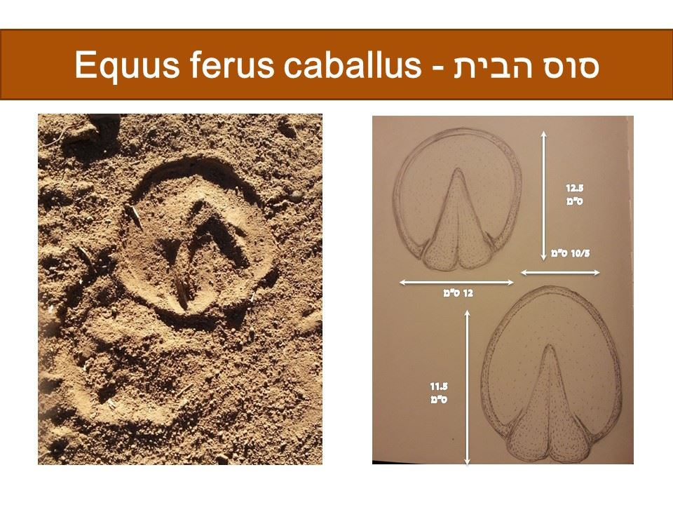 סוס - Equus ferus