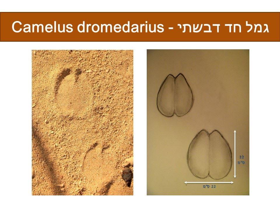 גמל חד דבשתי - Camelus dromedarius
