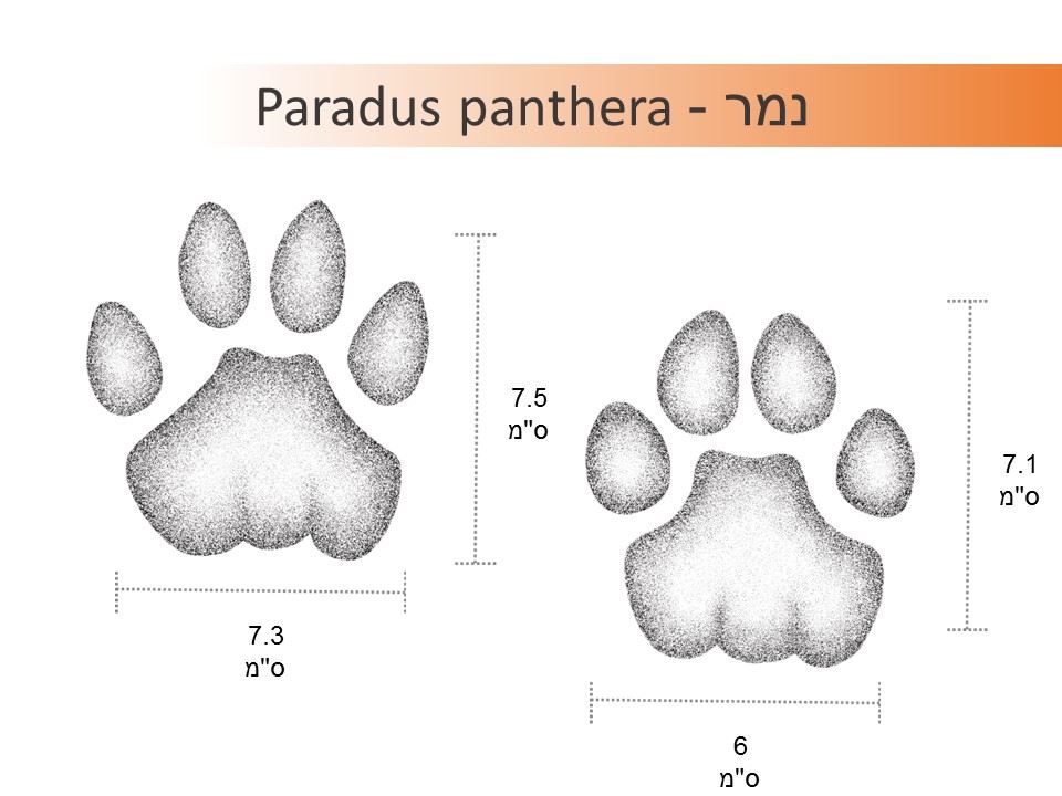 נמר - paradus panthera