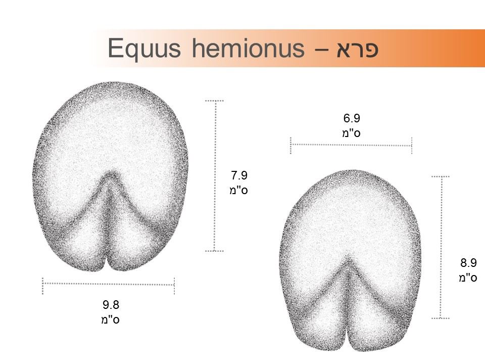 פרא - Equus hemionus